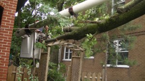 Service d'arbres Québec - Pro-Tec-Arbres