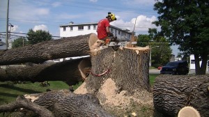 Service d'arbres Québec - Pro-Tec-Arbres