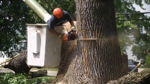 Abattage d'arbre Québec - Pro-Tec-Arbres