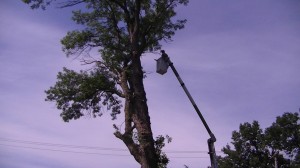 Abattage d'arbre Québec - Pro-Tec-Arbres