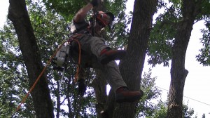 Abattage d'arbre Québec - Pro-Tec-Arbres