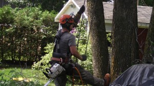 Abattage d'arbre Québec - Pro-Tec-Arbres