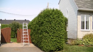 Taille de haie de cèdre Québec - Pro-Tec-Arbres