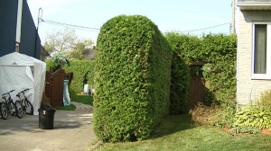 Taille de haie de cèdre Québec - Pro-Tec-Arbres