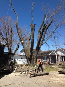 Abattage d'un érable mort - Pro-Tec-Arbres