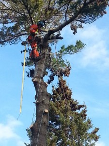 Abattage d'arbre - Pro-Tec-Arbres