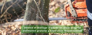 Service-d'abattage-d'arbres-a-quebec Pro-Tec-Arbres