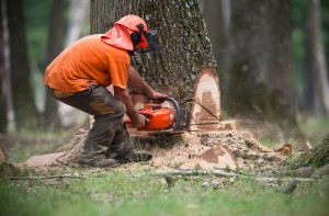 Abattage-Arbres-Québec-Pro-Tec-Arbres