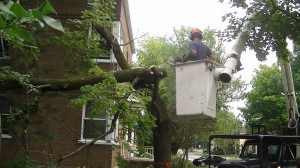 Emondage Quebec coupe et taille d'arbres