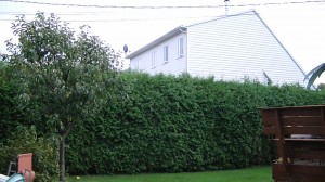 Taille haie de cèdre émondage Quebec