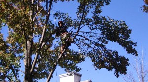 Arboriculture Québec